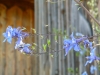 Blumen vor der Berghuette