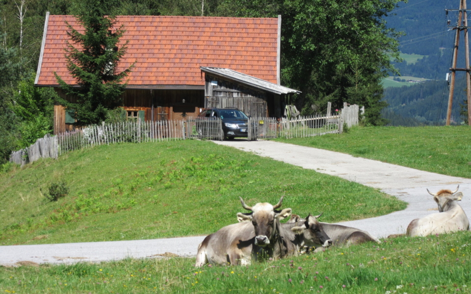 Kühe vor der Hütte