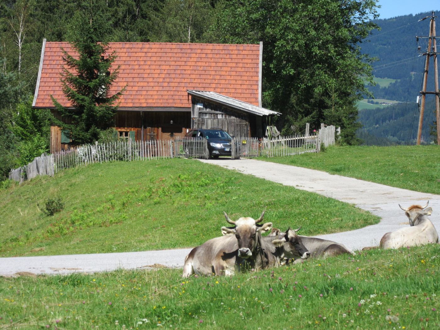 Kühe vor der Hütte