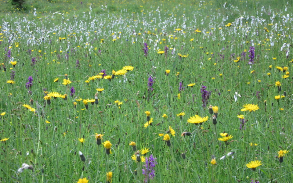 Slideshow Blumenmeer