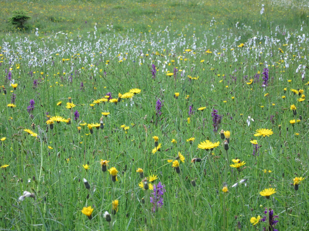 Blumenmeer vor der Hütte